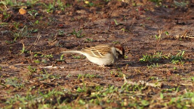 Watch this cute little Chipping Sparrow as it actively forages for food on the green and brown forest floor. Observe its delicate movements and focused search for sustenance in its natural habitat