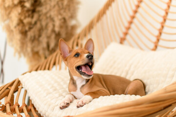 Happy Basenji puppy yawning while resting in a rattan chair