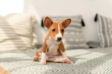 Alert Basenji puppy peeking out from a soft beige cushion