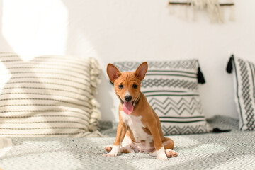 Cute Basenji puppy sitting upright on bed with tongue out © love_dog_photo