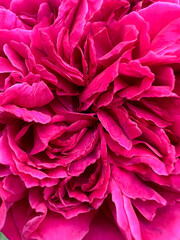 A Beautiful and Vibrant Pink Peony Flower CloseUp Displaying Its Exquisite Details