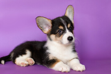 Tricolor Corgi puppy sitting on a beige stool and looking curious