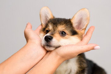 Corgi puppy cupped in human hands