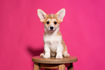 Adorable Welsh Corgi puppy sitting on a wooden stool in front of a vibrant pink background. The playful young dog looks straight ahead with a curious and sweet expression. Studio shot with bright ligh