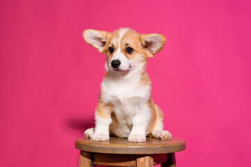 Adorable Welsh Corgi puppy sitting on a wooden stool in front of a vibrant pink background. The playful young dog looks straight ahead with a curious and sweet expression. 