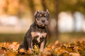 Cute American Bully puppy sitting on a wooden surface in a park on a sunny autumn day. The young dog wears a pink collar and looks to the side with a curious expression. Warm natural lighting and blur