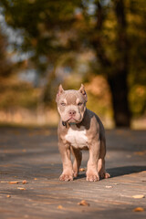 Cute American Bully puppy sitting on a wooden surface in a park on a sunny autumn day. The young dog wears a pink collar and looks to the side with a curious expression. Warm natural lighting and blur