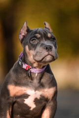 Cute American Bully puppy sitting on a wooden surface in a park on a sunny autumn day. The young dog wears a pink collar and looks to the side with a curious expression. Warm natural lighting and blur