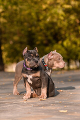 Two American Bully puppies standing together on a wooden surface in a park during a warm autumn day. 