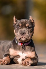 Cute American Bully puppy sitting on a wooden surface in a park on a sunny autumn day. The young dog wears a pink collar and looks to the side with a curious expression. Warm natural lighting and blur