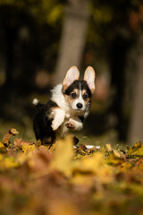 Adorable tricolor Pembroke Welsh Corgi puppy joyfully running through colorful autumn leaves in a park. Fluffy young dog in motion, enjoying a sunny fall day outdoors.