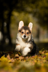 Adorable tricolor Pembroke Welsh Corgi puppy joyfully running through colorful autumn leaves in a park. Fluffy young dog in motion, enjoying a sunny fall day outdoors.