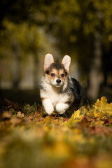 Adorable tricolor Pembroke Welsh Corgi puppy joyfully running through colorful autumn leaves in a park. Fluffy young dog in motion, enjoying a sunny fall day outdoors.
