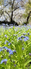 Fototapeta premium A dense field of delicate blue forget-me-not flowers (Myosotis) blooming in a sunlit meadow. Soft natural lighting and shallow depth of field create a dreamy, romantic atmosphere