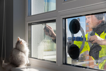 A Curious Cat Observes a Window Cleaner Washing the Glass from Outside with Specialized Equipment...