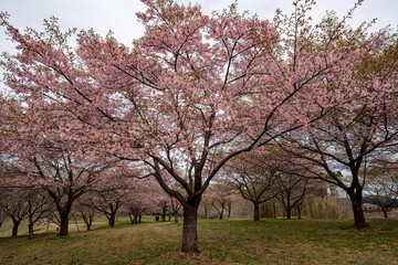 長湯温泉の大漁桜