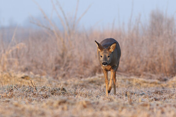 Sarna europejska (Capreolus capreolus) roe deer © Bartosz Rakoczy