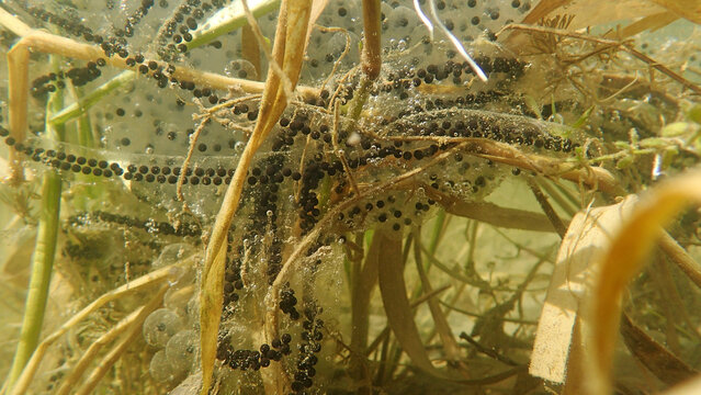Unterwasseraufnahme von Froschlaich und Kr&ouml;ten Laichschn&uuml;ren Kr&ouml;ten in einem See