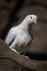 Two-colored pigeon bird in an outdoor aviary.
