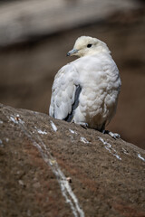 Two-colored pigeon bird in an outdoor aviary.
