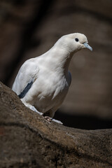 Two-colored pigeon bird in an outdoor aviary.
