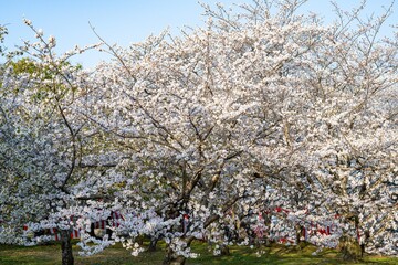 二の丸公園の桜