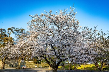Fototapeta premium 二の丸公園の桜