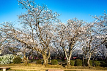 Fototapeta premium 二の丸公園の桜