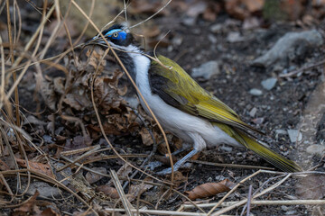 A blue-throated dipper holding a piece of grass in its beak.
