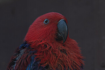 Red eclectus parrot in an aviary.
