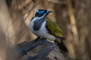 A blue-throated dipper watches on a stone.
