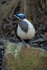 A blue-throated dipper watches on a stone.

