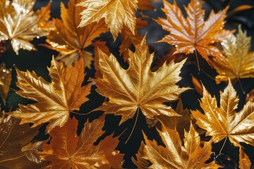 Glistening Autumn Leaves Stunning Textures and Colors of Nature