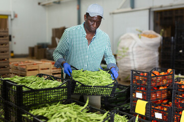 Loader stacks crates of beans in vegetable factory warehouse