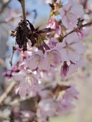 Pink cherry blossom of the Japanese alpine cherry, Prunus nipponica var. kurilensis cultivar 'Ruby'. A decorative shrub species originates from Hokkaido and Honshu, Japan. Sweden