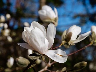 White flowers of Magnolia &times; loebneri 'Merrill', a hybrid of two Magnolia species, the Japanese Magnolia kobus and M. stellata. Sweden