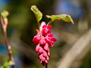 Pink flowers of the flowering currant (Ribes sanguineum), redflower currant, red-flowering currant, or red currant. An ornamental shrub native to the western of North America. Sweden