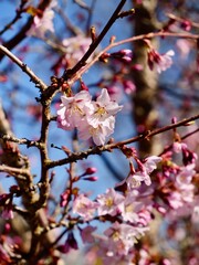 Pink cherry blossom of the Japanese alpine cherry, Prunus nipponica var. kurilensis cultivar...