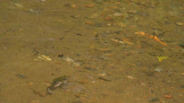 Close-up of a Leopard Frog being pushed by waves and drifting around underwater.