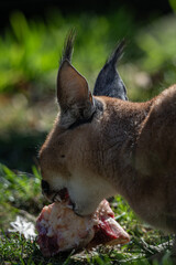 Close-up of the head of a caracal beast eating meat.
