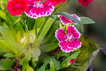 Fototapeta premium Dianthus chinensis pertenece a la familia de Caryophyllaceae.