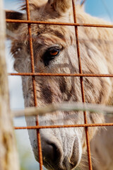 Donkey grazing behind a rusty fence in celebration of world donkey day