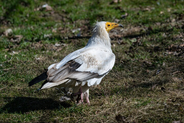 Sub scavenger outside on the lawn.
