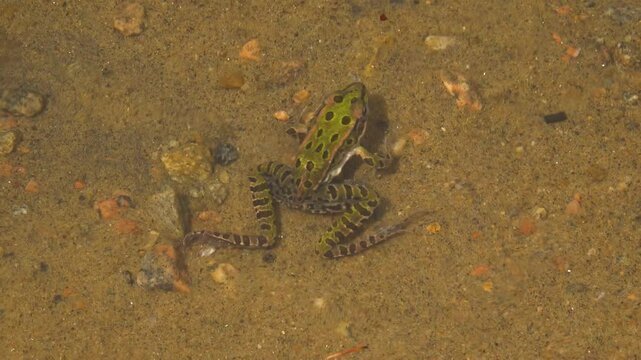 Close-up of a Leopard Frog being pushed by waves and drifting around underwater.
