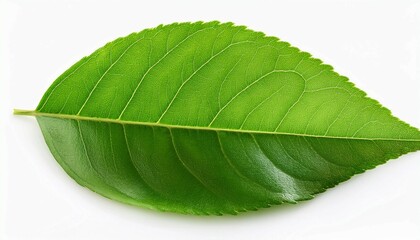 Fototapeta premium green leaf isolated on white