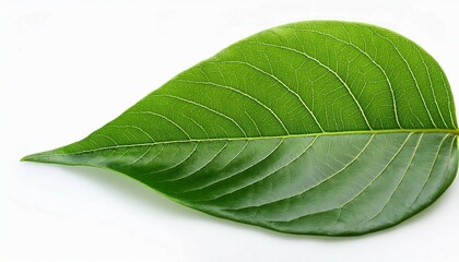 Obraz premium green leaf isolated on white