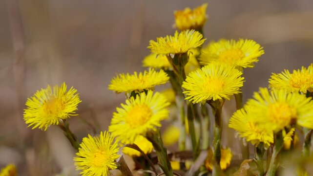 Blossoming coltsfoot flowers in early spring