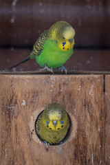 A green-and-yellow parakeet in an outdoor aviary with another one at the box.
