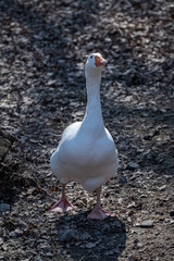 Domestic goose outdoors on the farm.
