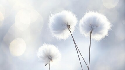 Obraz premium In a wintry scene, fluffy cotton-like weeds gently sway against a soft, blurred bokeh background, evoking a sense of peaceful solitude
